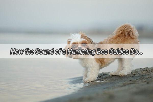 How the Sound of a Humming Bee Guides Dogs Through the Night A WhiskerWiggling Mystery